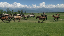 Georgia-Georgia-Kakheti Horse Drive